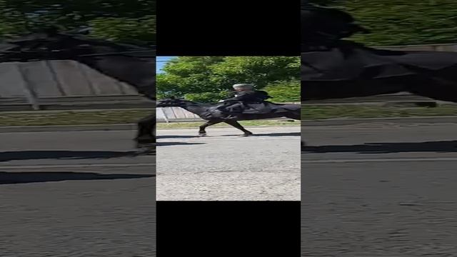 Конный парад смотреть онлайн