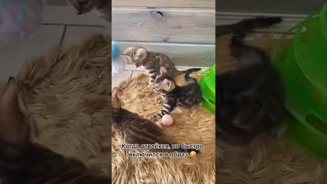 Бенгальские котята смотреть онлайн