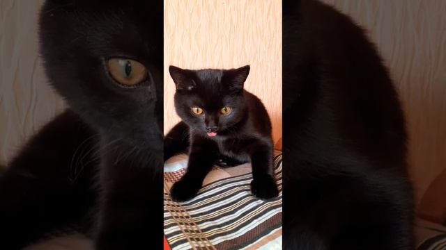 Красавец чёрный котТот архив2020г.5м.#коттот#малыш#мойкот#черныйкот #кот#смешныекоты#моменты#архив смотреть онлайн