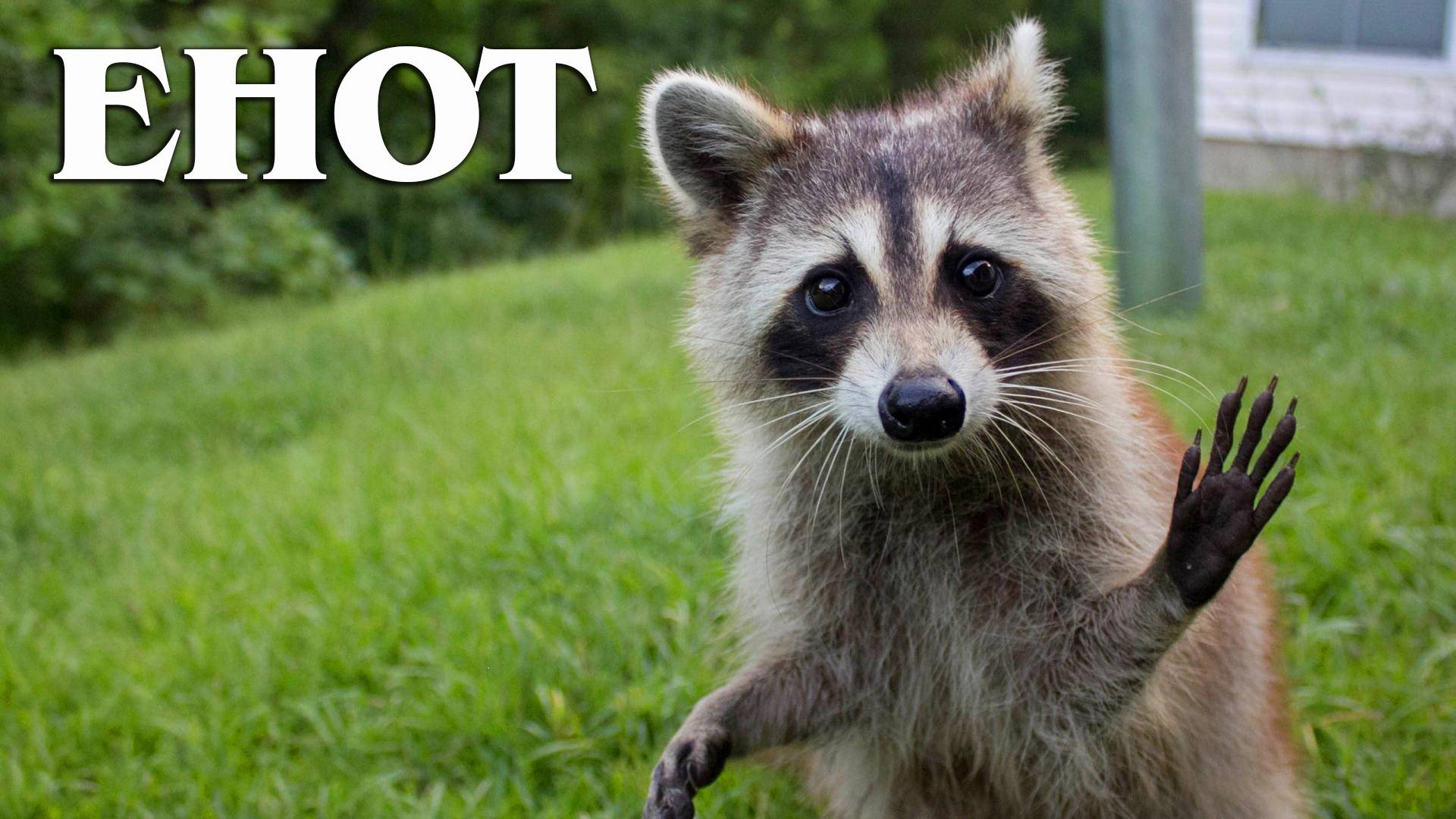 Енот-полоскун: Умный Хулиган | Интересные факты про енотов смотреть онлайн