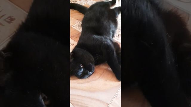 Орешки будешь кушатьленивыйкотТот(Малыш)2,5г.#коттот#чёрныйкот#смешныекоты#мойкот#кот смотреть онлайн