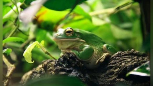 FROGS смотреть онлайн