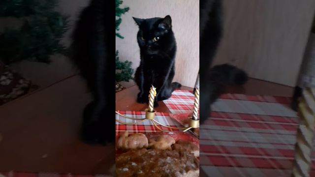 Эти глаза всегда напротивКот думает что он главное украшение стола#коттот #смешныекоты#кот#2024 смотреть онлайн