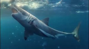 Морской хищники