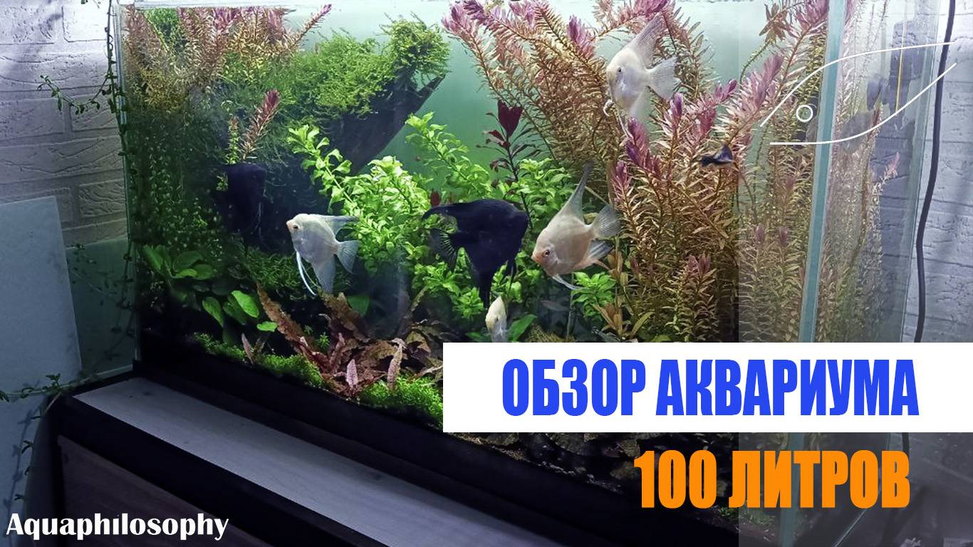 Обзор аквариума 100 литров. смотреть онлайн