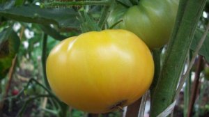 Томат Сахара (Sakhara)