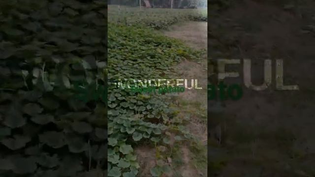 Sweet Potato Bel/ Sweet Potato- Modification Of Root/ Underground Root Modification- Sweet Potato