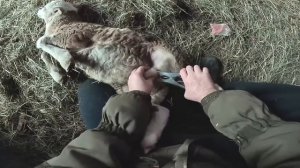 БЕДА СЛУЧИЛАСЬ ! ВИНОВНИКА НАШЕЛ ПО КАМЕРАМ ! ХУТОР В ЛЕСУ №525