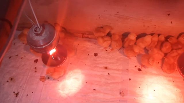 100 цыплят несушек смотреть онлайн