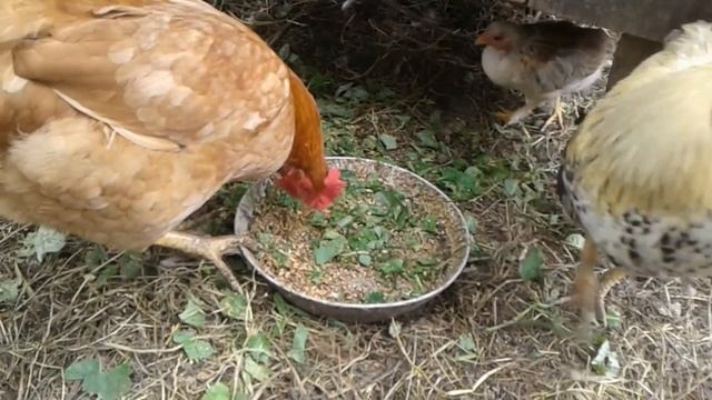 Бедолага или Как наша курица довела себя до анорексии.Magersucht beim Huhn смотреть онлайн