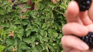 Ежевика Блэк Даймонд. 18.06.24 г.