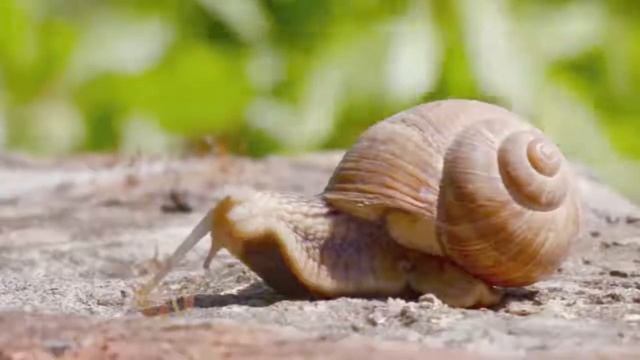 Snail Song смотреть онлайн