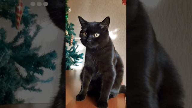 Шикарныйчёрныйкрасавец #мойкот#чёрныйкот #коттот#жизнькота#музыкатоп#бетмен#смешныемоменты#коты смотреть онлайн