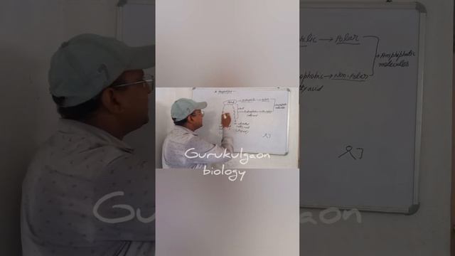 UNIT III: CELL–STRUCTURE AND FUNCTIONS | Chapter 8: The Unit of Life| L1 | phospholipid part:-1 смотреть онлайн