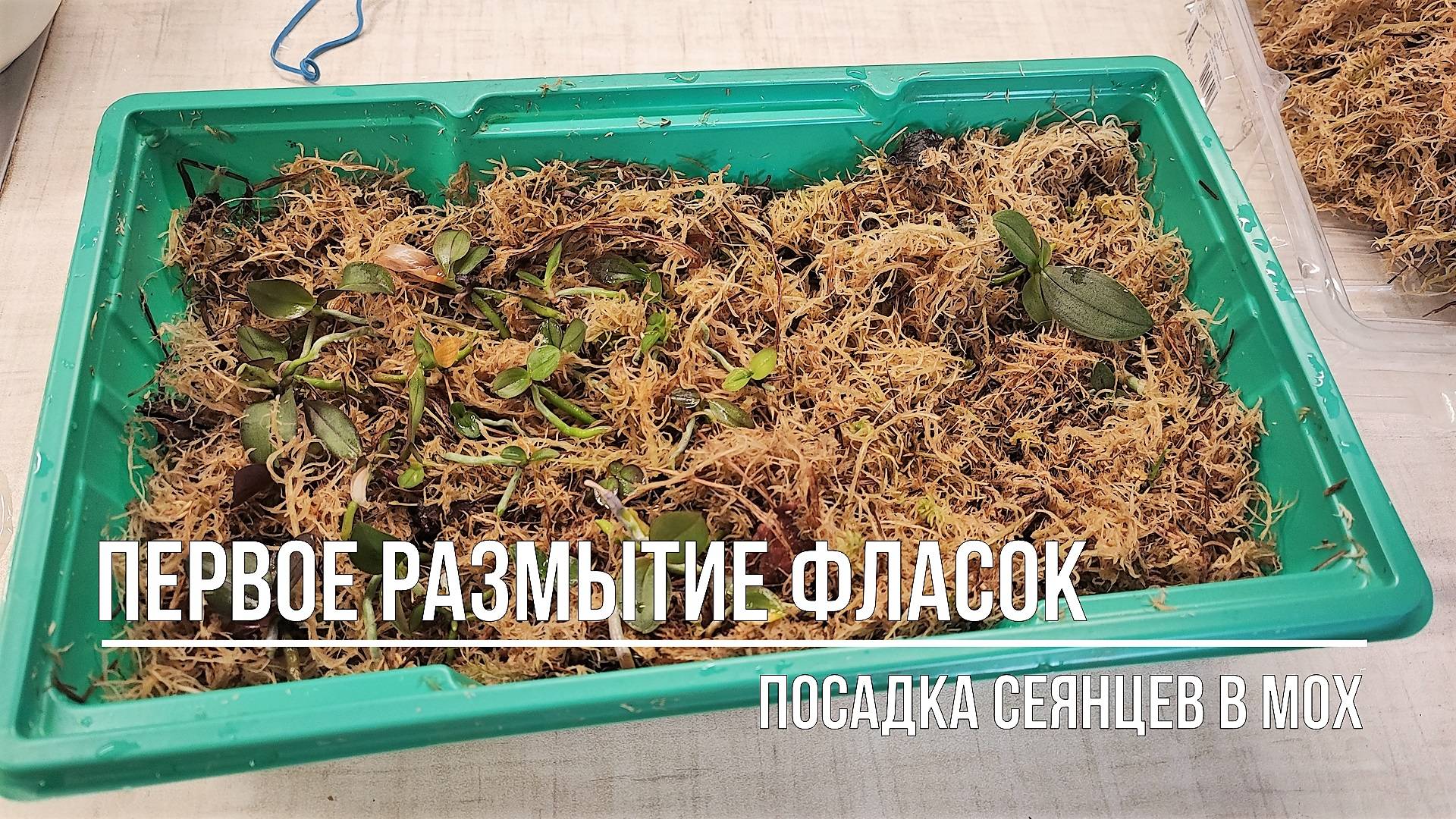 Размываю фласку с сеянцами орхидей, которые сделала сама смотреть онлайн