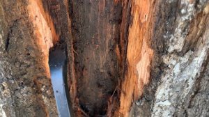 Лечение дуба - Водянка