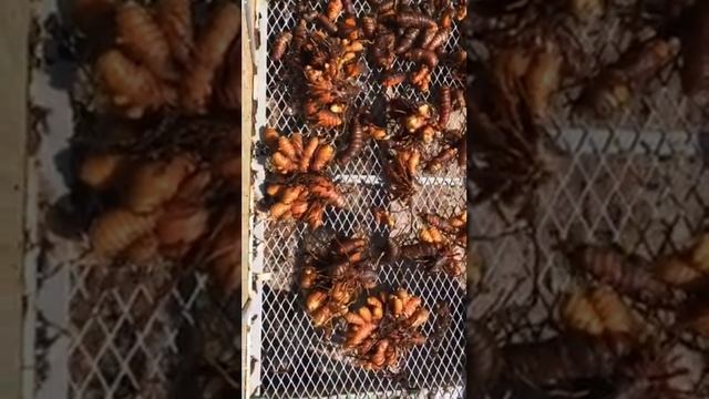 Turmeric Harvest смотреть онлайн