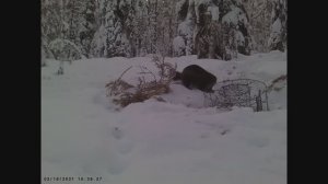 РОСОМАХА ГРОЗА СЕВЕРА _ РОСОМАХА И КУНИЦА ПРИШЛИ НА ПРИВАДУ _ ВИДЕО С ФОТОЛОВУШКИ