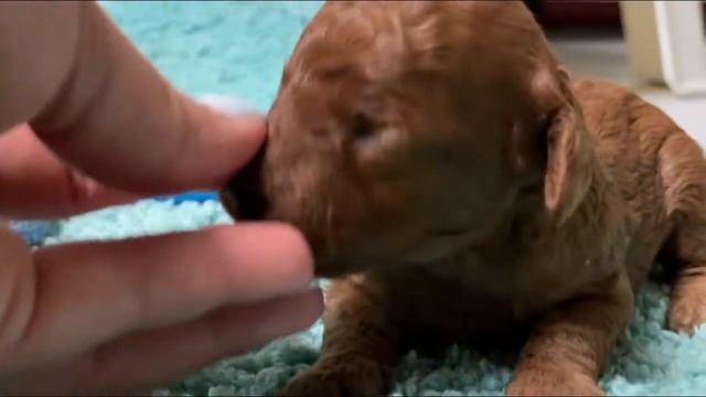 very small pet || puppies born pet care смотреть онлайн