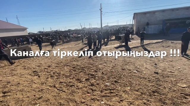 ҚЫЗЫЛОРДА МАЛ БАЗАР 20.10.2020 смотреть онлайн
