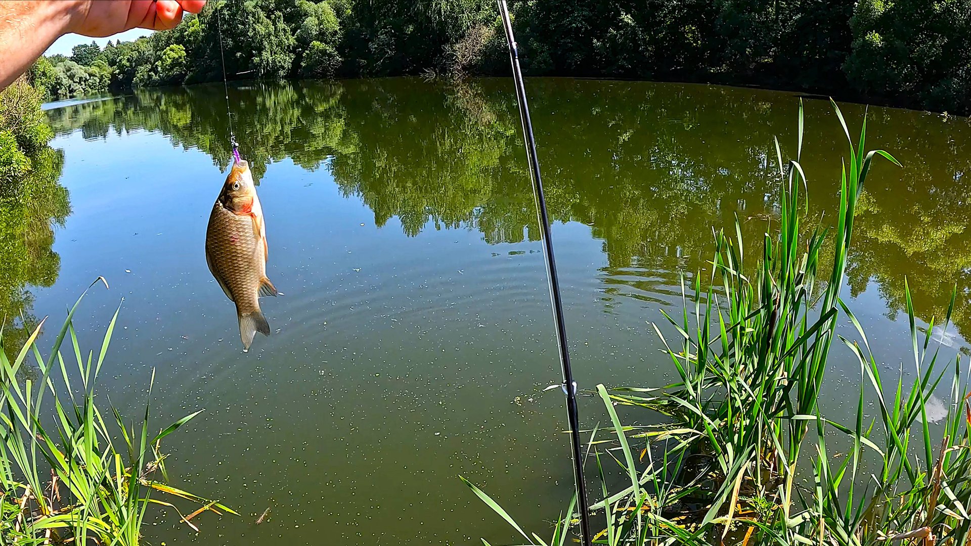 Мормышинг на лесном пруду. С Dayo prestige смотреть онлайн