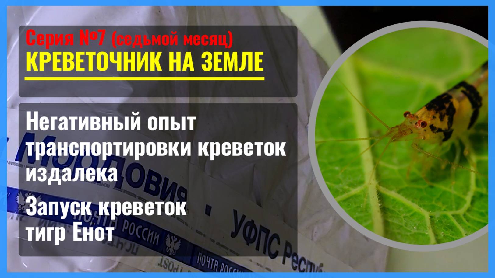 Серия 7. Моих КРЕВЕТОК погубила «Почта России». Советы по транспортировке на дальние расстояния смотреть онлайн