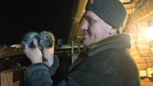 Злой НУТРИК. ОХОТА на НУТРИЮ! 26.11.24