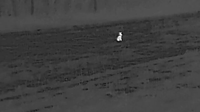 Беляк или Русак? Заяц смотреть онлайн