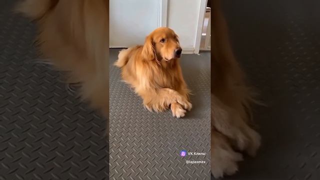 vkclips_20241228095728 смотреть онлайн