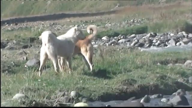 Чабаны смотреть онлайн