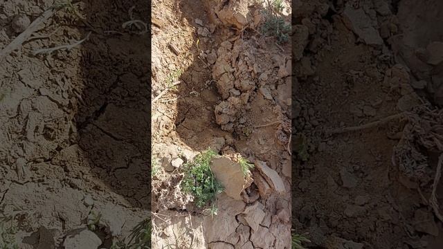 KAZAKHSTAN Aktau today. Осторожно чёрная вдова Каракурт .🕷 смотреть онлайн