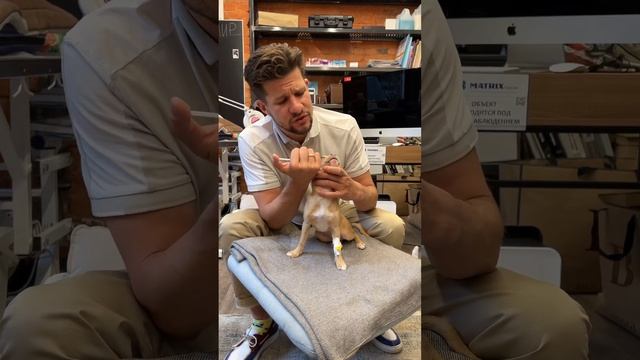 Как дать щенку лекарство в жидком виде #домашниеживотные #собака #питомец #животные #ветеринар смотреть онлайн