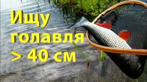 Поиск и поимка трофейного голавля на малой реке.