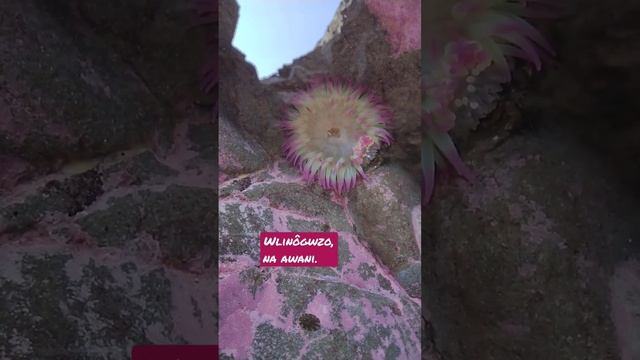 Anemone. Speak Abenaki Language. Beautiful. Pretty. Good looking. #anemone #abenaki #índios #nôgw смотреть онлайн