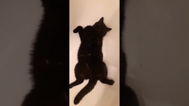 Хочется чего -то #жизнькота#коттот#чёрныйкот#бетмен#смешныекоты#мойкот#смешные#говорящиекоты#кот смотреть онлайн