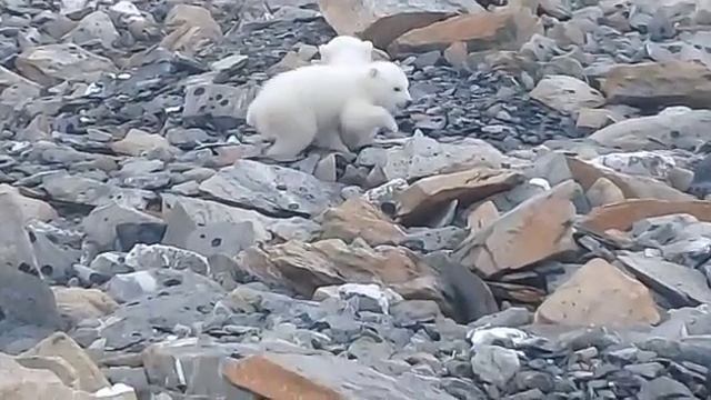 Белый медведь смотреть онлайн