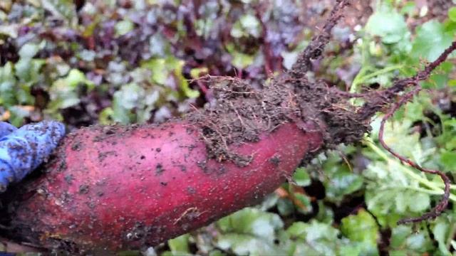 Секретные рецепты