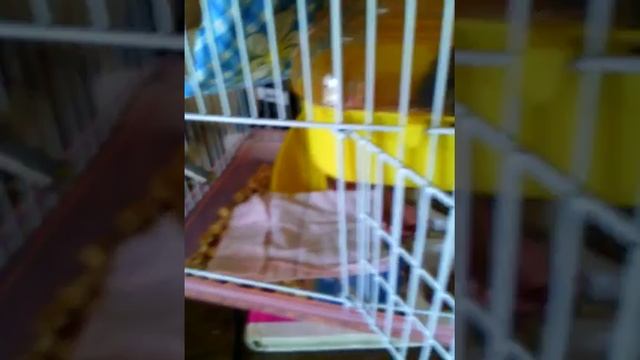 Что должно быть в клетке у крысы смотреть онлайн