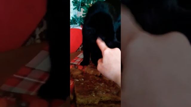 КотТот решил попробовать,что поставили на его место#коттот #чёрныйкот#смешныекоты#кот #смешные смотреть онлайн