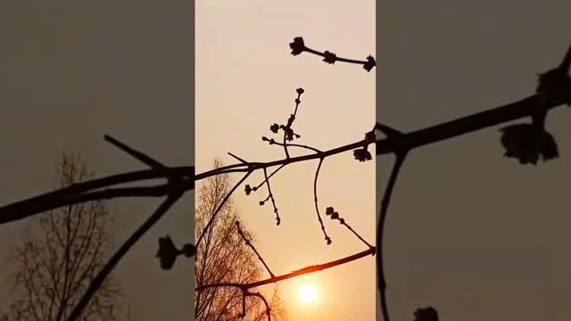 Апрельскоеутро #магияутра#рассветы#весна#relax#красота#весеннеенастроение#апрель#птицыпоют смотреть онлайн