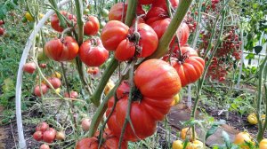 Томат Марманде де Монплее (Marmande de Montpellier)