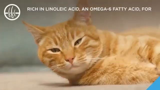 Purina Pro Plan Focus Urinary Tract Health Adult Wet and Dry Food Reviews