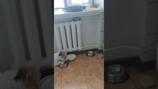 😨ШОК!!! СОБАКА🐕🦺 ЕСТ МИСКУ ОТ ГОЛОДА😥!!! СЛАБОНЕРВНЫМ НЕ ВКЛЮЧАТЬ!❌ смотреть онлайн