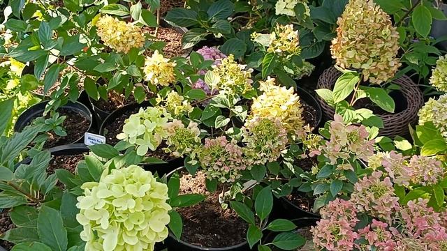 Чем подкормить гортензии в конце лета для обильного цветения. Мой опыт. смотреть онлайн