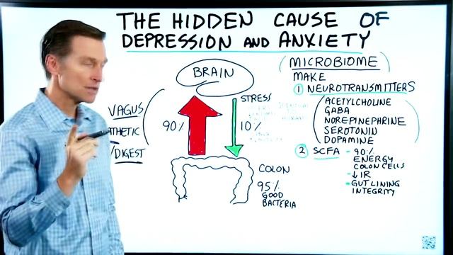 Микробиом кишечника. Как бактерии кишечника влияют на наше настроение_ смотреть онлайн