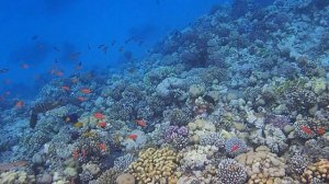 псевдантиасы на внешнем рифе Pyramisa Beach Resort Sahl Hasheesh