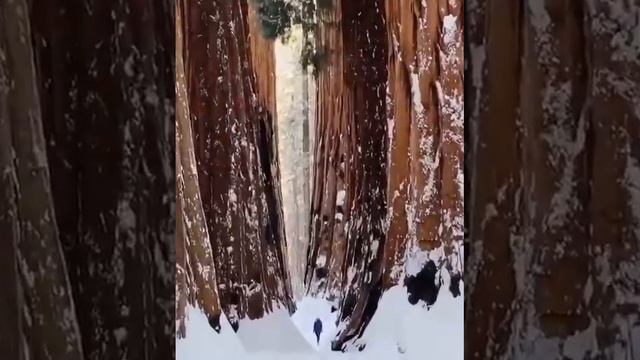 Секвойя смотреть онлайн