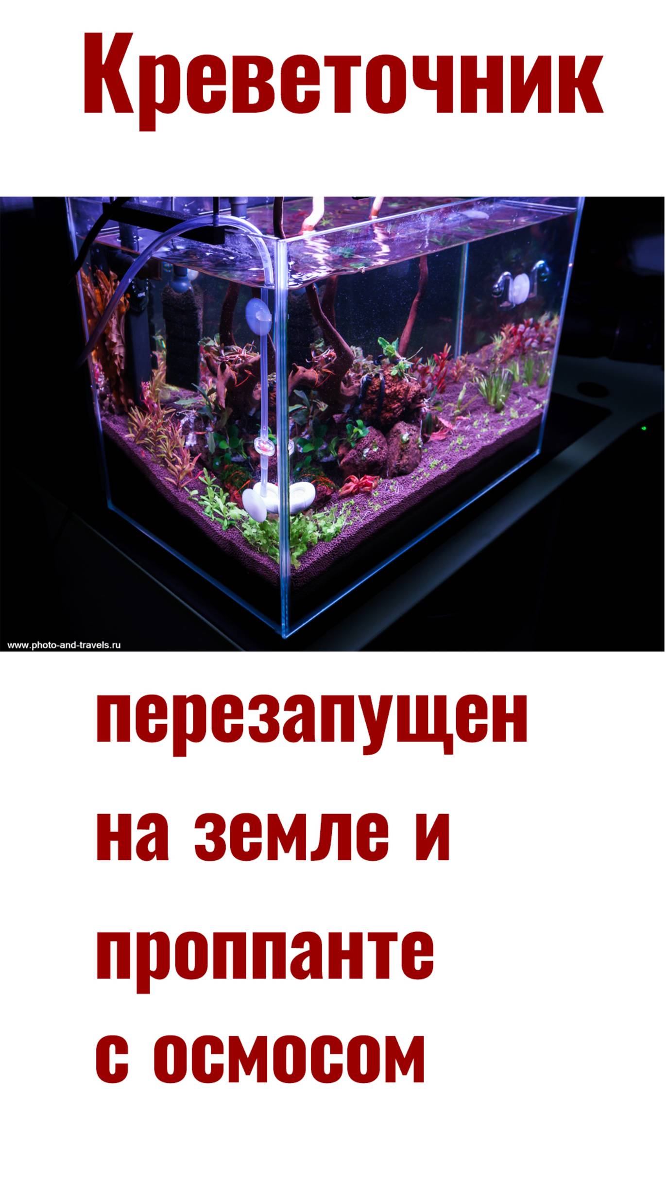 Креветочник на земле для кактусов и проппанте смотреть онлайн