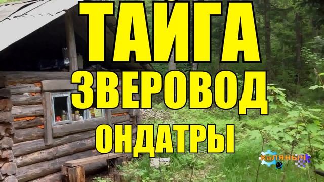 ТАЙГА _ ОНДАТРЫ _ ЗВЕРОВОД смотреть онлайн
