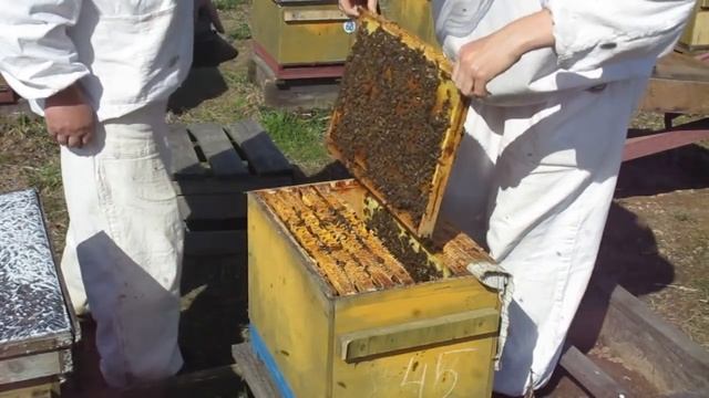 Содержание пчел в 8-рамочных ульях. Весенняя ревизия смотреть онлайн